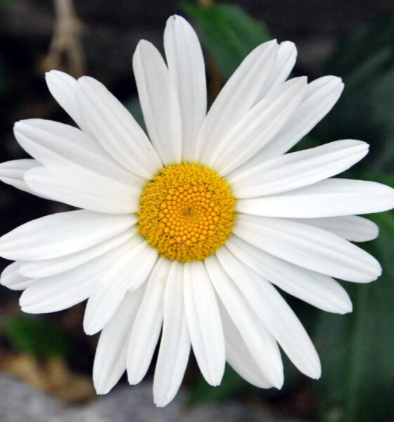 mgpereceras
